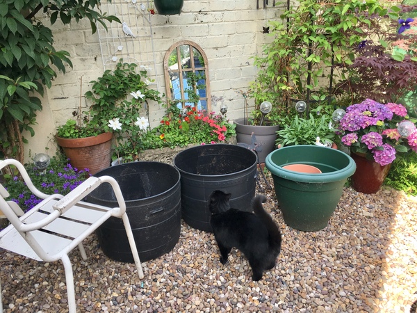 Any clematis experts about?