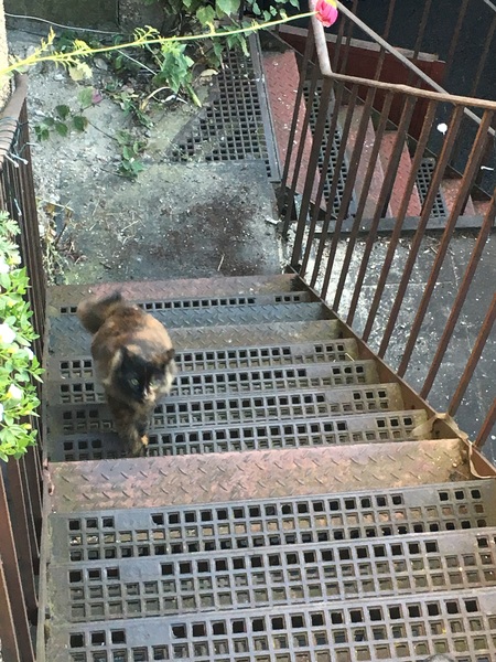 What's your DCat up to today? Episode 6, Return of the... Cats?