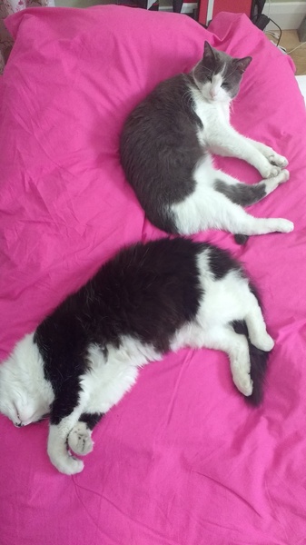 What's your DCat up to today? Episode 6, Return of the... Cats?