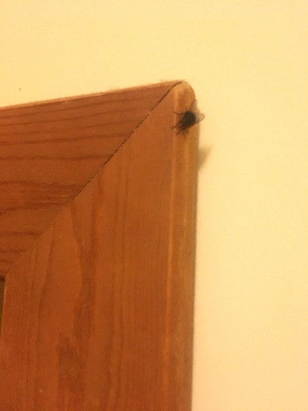 What are these flies? bathroom with no windows