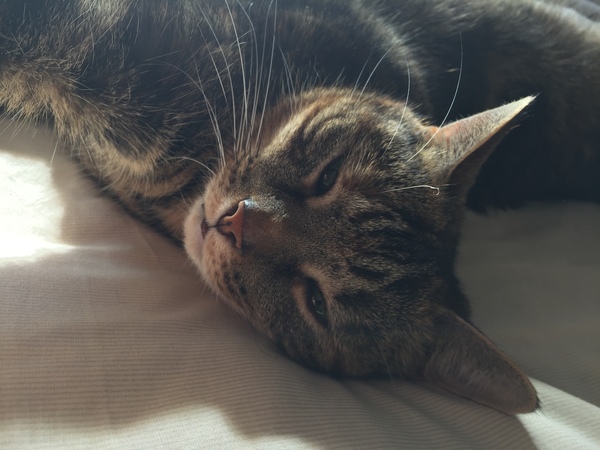 what is it with cats?