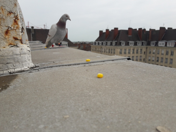 To have befriended this bird?