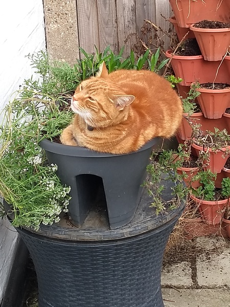 Do you grow gingers?