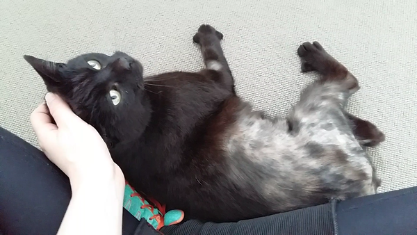 To ask why you picked your pet
