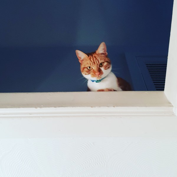 What's your DCat up to today? Episode 6, Return of the... Cats?