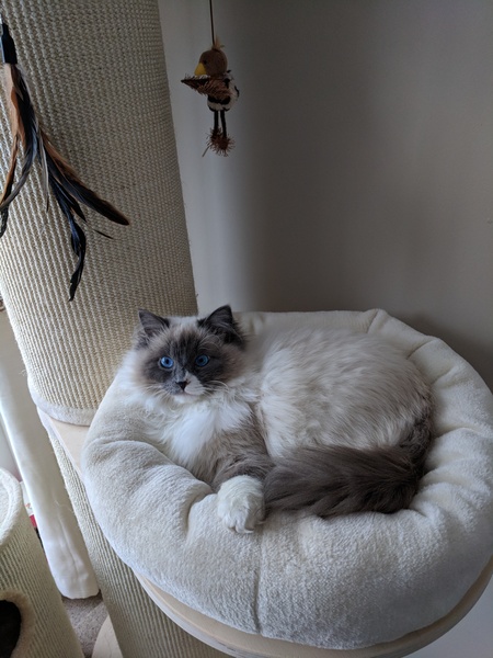 Rag doll fan thread!