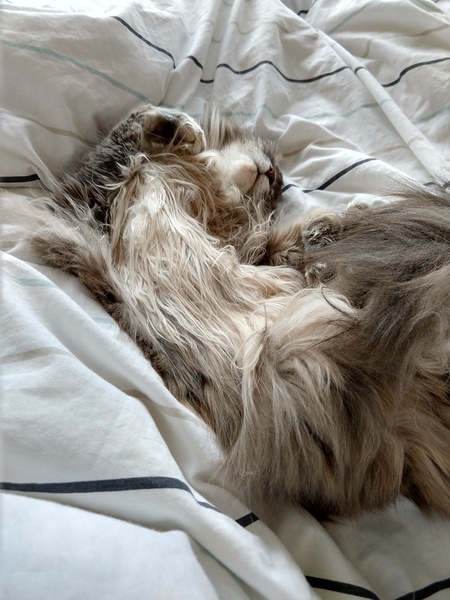Tell me about your Maine Coons!