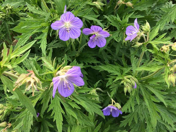 Anyone know what this plant is please?
