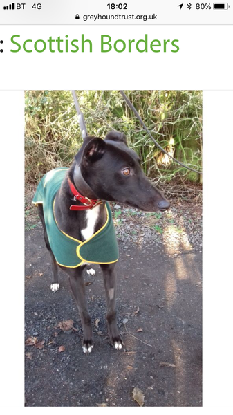 Going to look at greyhounds today!