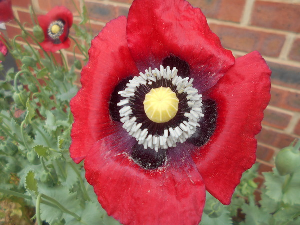 What's blooming in your garden at the moment?