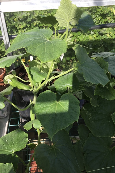 Allotment/Veg Patch Thread 12! Plotmenters hoping for better weather