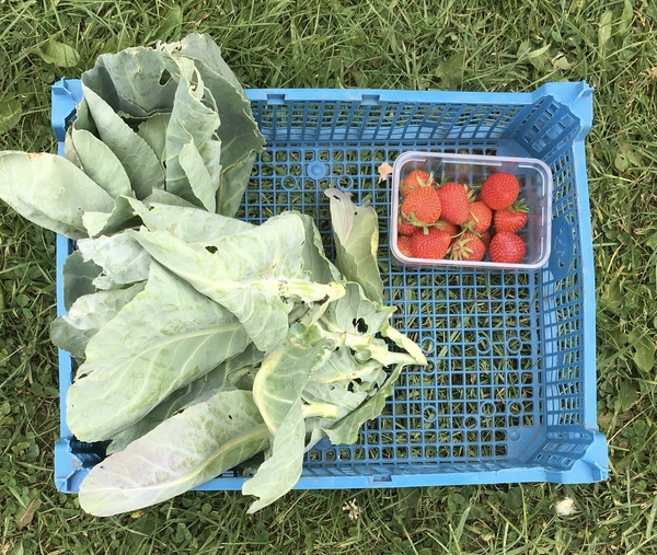 Allotment/Veg Patch Thread 12! Plotmenters hoping for better weather