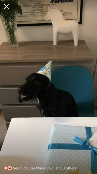 Aibu Father's Day card from pets