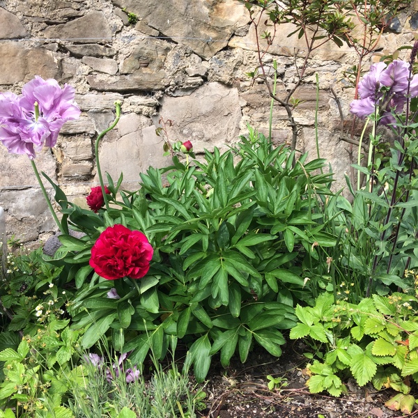 Show off your peonies!