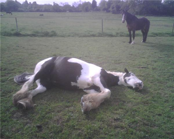 AIBU to think that if you hate animals you shouldn't move to the countryside?