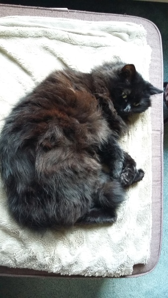 what is it with cats?