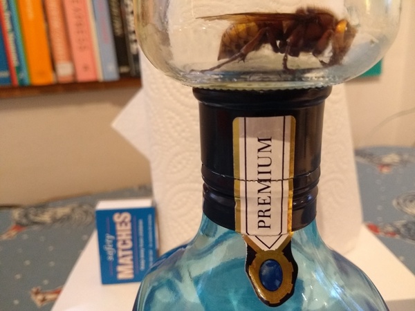 What is this mahoosive stingy thing?! - picture attached!