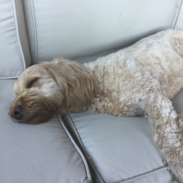 General Dog Chat Part II