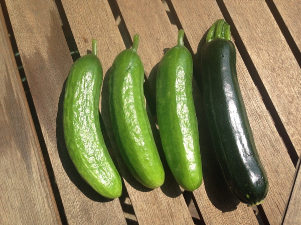Allotment/Veg Patch Thread 12! Plotmenters hoping for better weather