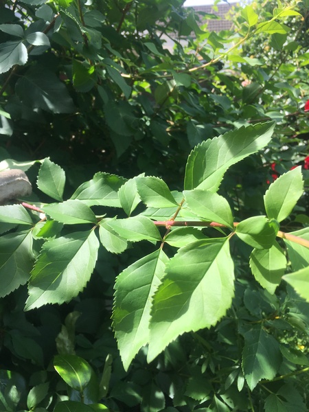 Another plant ID