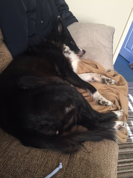 AIBU to think nobody has a dog as good as mine?!