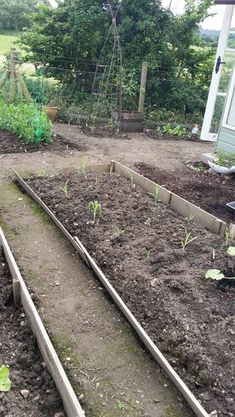 Allotment/Veg Patch Thread 12! Plotmenters hoping for better weather
