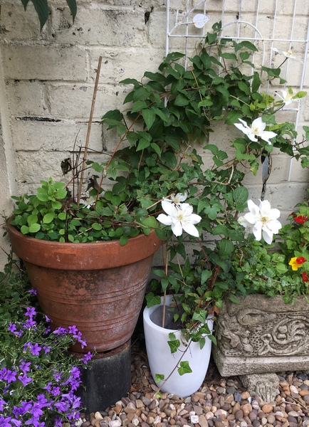Any clematis experts about?