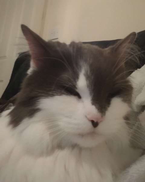 What makes your cat happy?