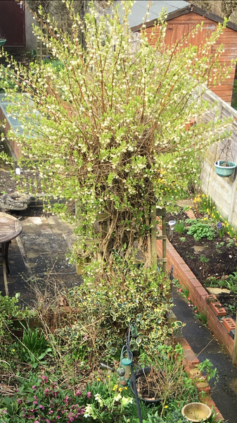 Another plant ID