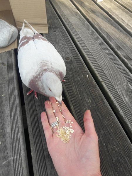 To have befriended this bird?