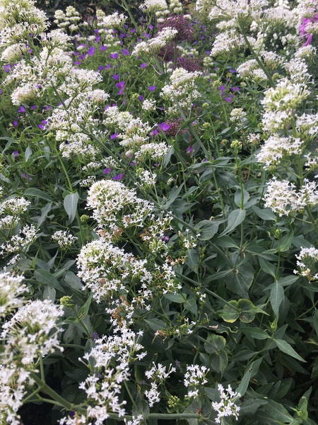 Plant identification!