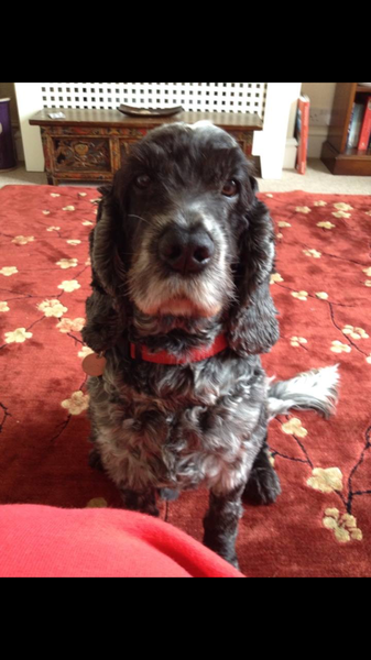 AIBU to think nobody has a dog as good as mine?!