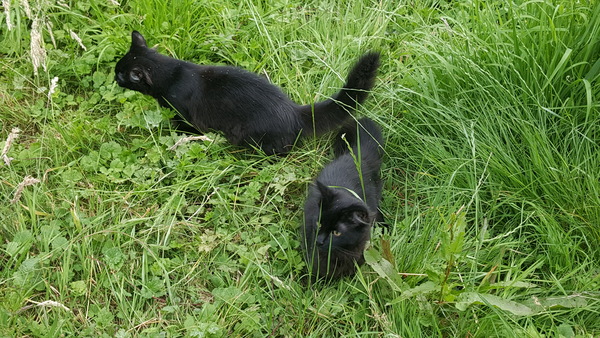 What's your DCat up to today? Episode 6, Return of the... Cats?
