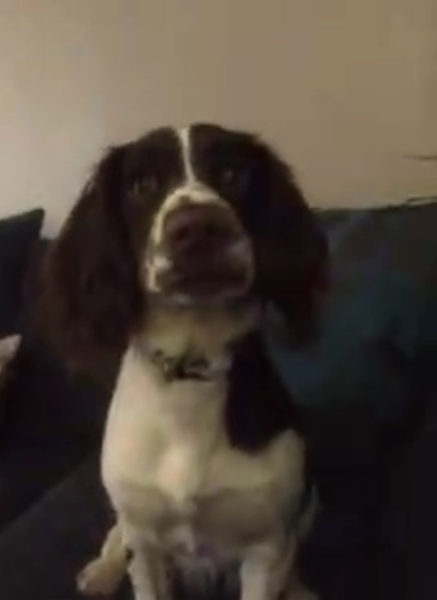 AIBU to think nobody has a dog as good as mine?!