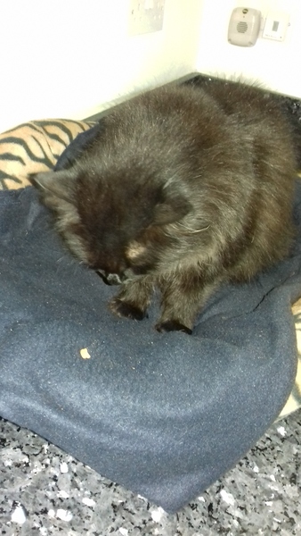 What's your DCat up to today? Episode 6, Return of the... Cats?
