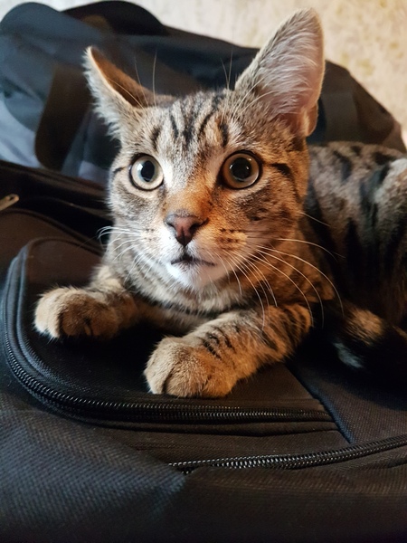 Any advice for first return from cattery?