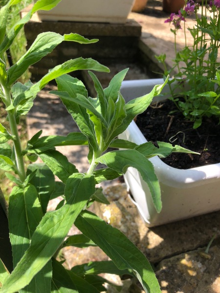 Another buggering plant ID please.