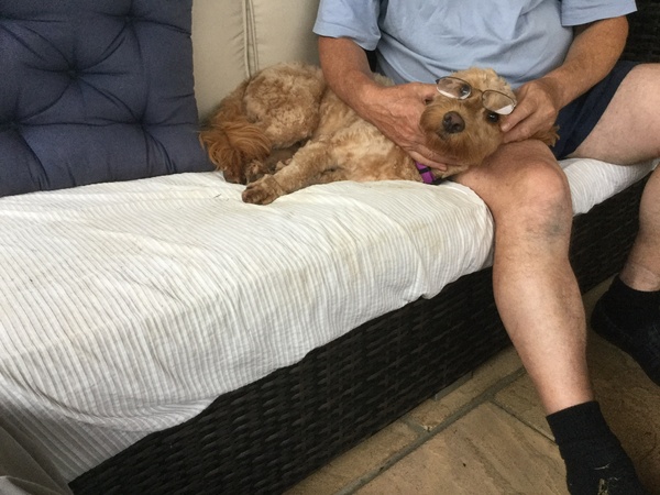 General Dog Chat Part II