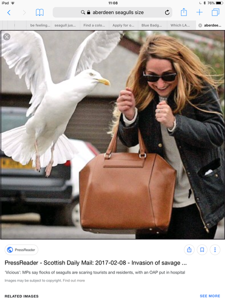 A seagull just flew at me and snatched my sandwich out of my hand