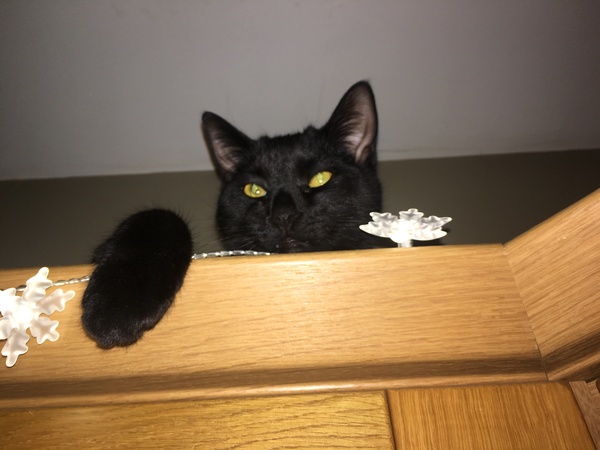 Possible new black "kitten". Squeeee!