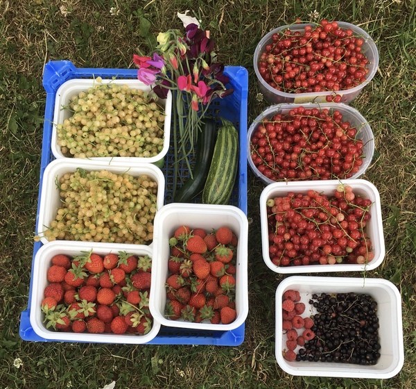 Allotment/Veg Patch Thread 12! Plotmenters hoping for better weather