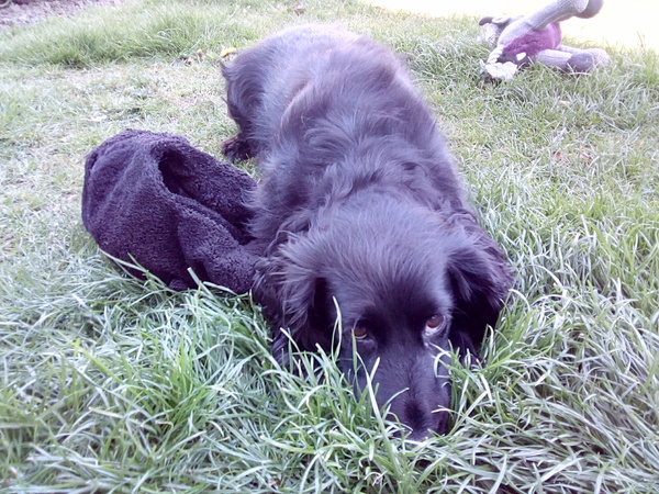 AIBU to think nobody has a dog as good as mine?!