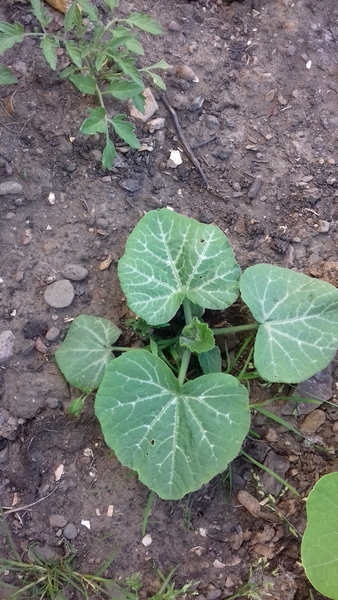 Allotment/Veg Patch Thread 12! Plotmenters hoping for better weather