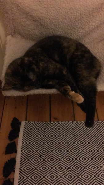 Show me your torties