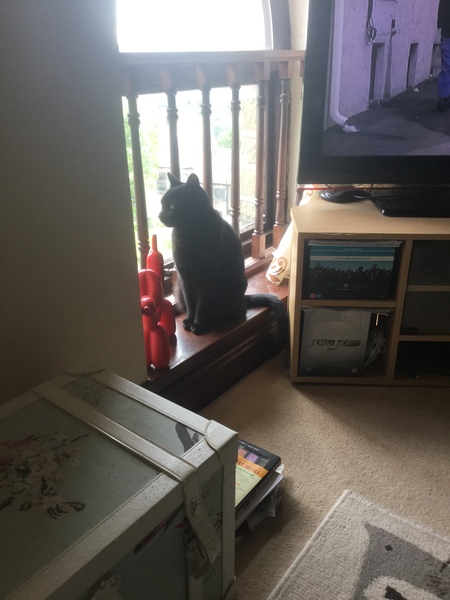 what is it with cats?
