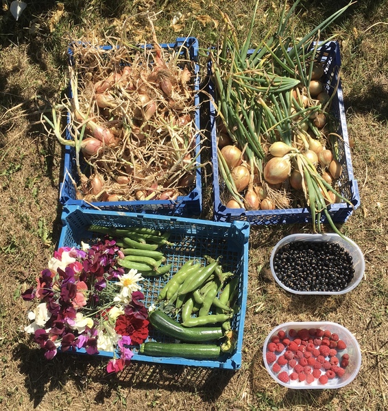 Allotment/Veg Patch Thread 12! Plotmenters hoping for better weather