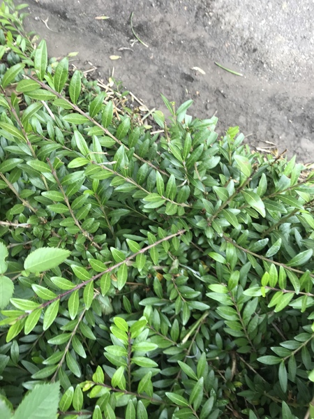 Yet another garden ID....
