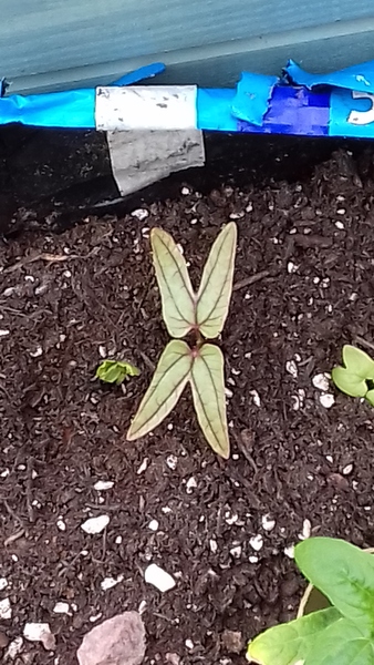 Seedling ID
