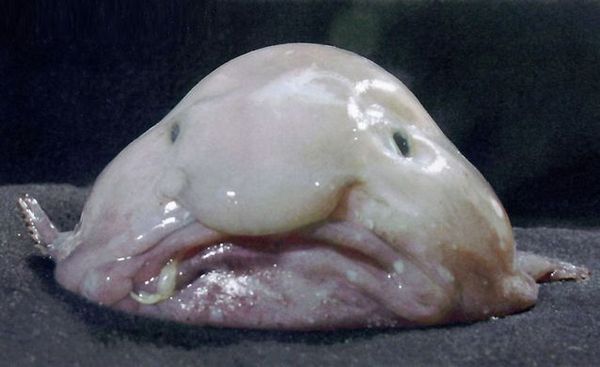 Is this for real. or a Bit Fishy,
