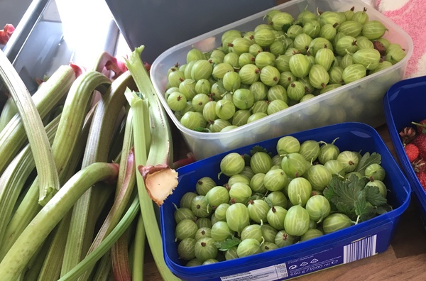 I worry about gooseberries